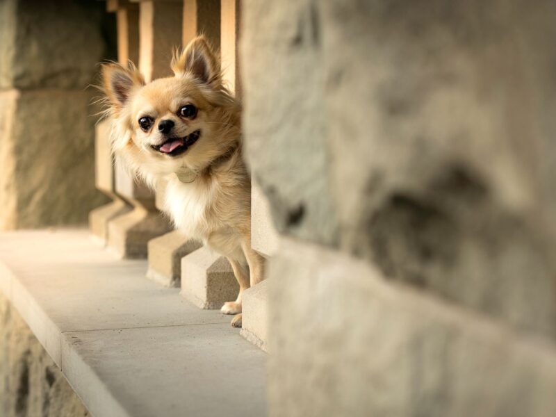 Chihuahua długowłosy reproduktor ZKwP