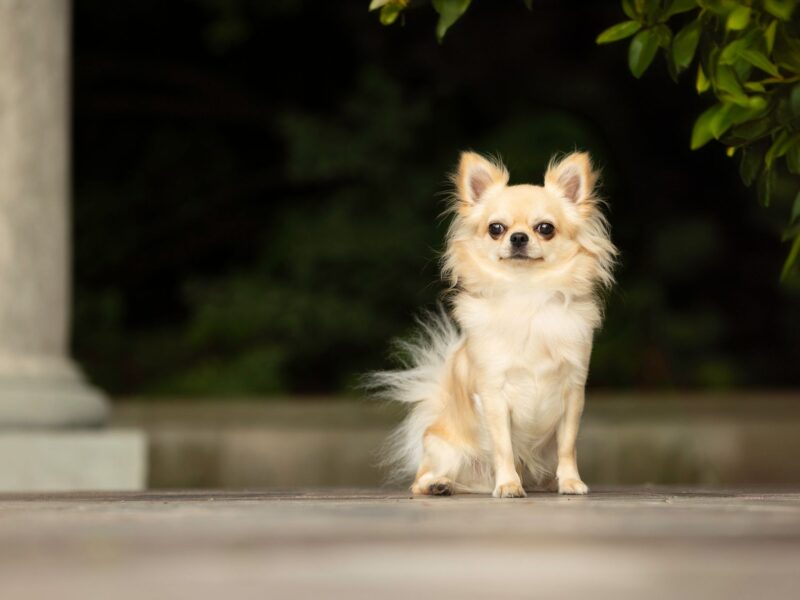 Chihuahua długowłosy reproduktor ZKwP