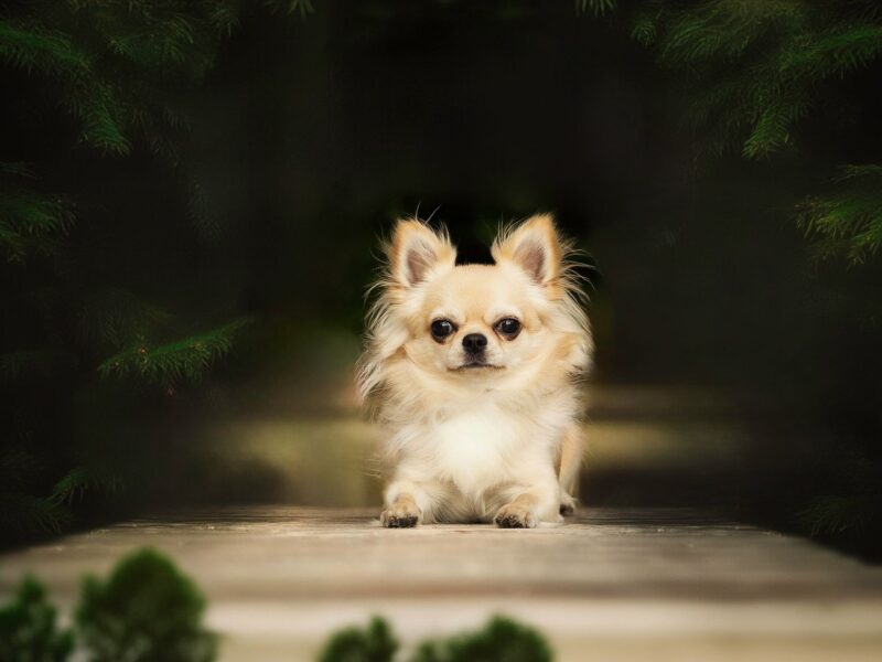 Chihuahua długowłosy reproduktor ZKwP