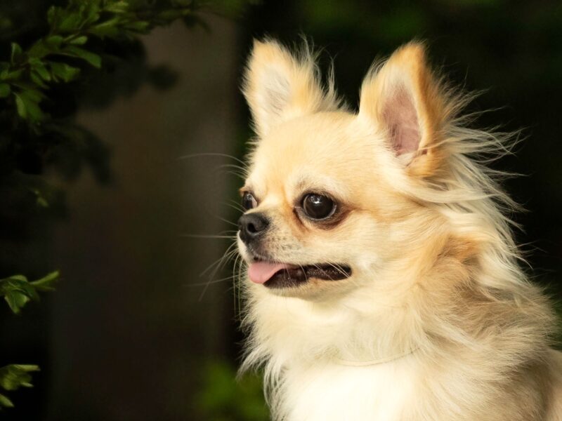 Chihuahua długowłosy reproduktor ZKwP