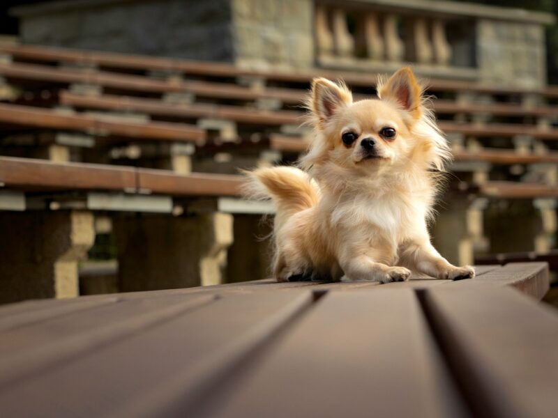 Chihuahua długowłosy reproduktor ZKwP