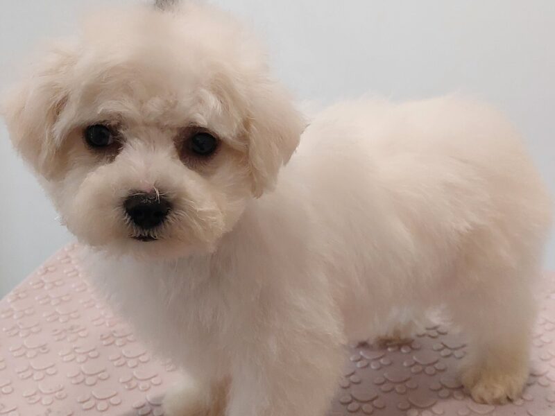 Piekny chlopak bichon frise