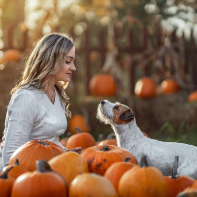 Parson Russell Terrier z Gorajskiego Grodu FCI