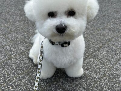 Piekny chlopak bichon frise