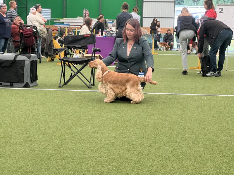 Orlando Sant Tulip imp. CZ