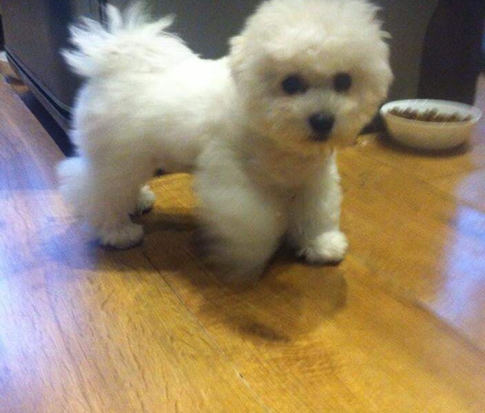 Piekny chlopak bichon frise