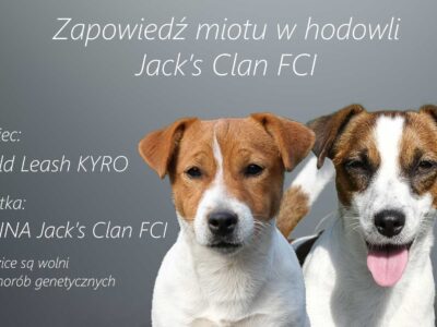Zapowiedż miotu Jack Russell Terrier