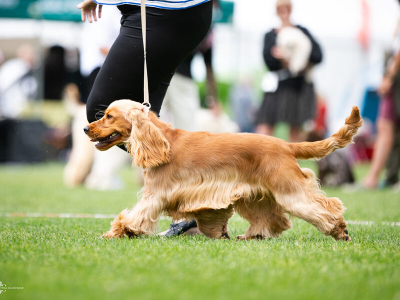 Merrysoul Daredevil imp. DE