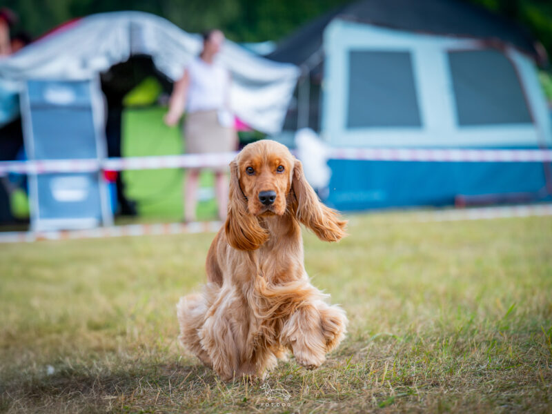 Merrysoul Daredevil imp. DE