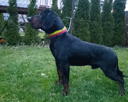 Reproduktor rasy GOŃCZY POLSKI tropiciel, ZKwP - zaprasza na randkę