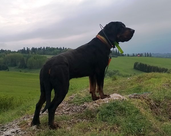 Reproduktor rasy GOŃCZY POLSKI tropiciel, ZKwP - zaprasza na randkę