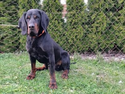 Reproduktor rasy GOŃCZY POLSKI tropiciel, ZKwP - zaprasza na randkę