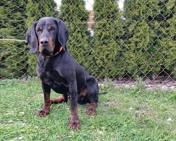 Reproduktor rasy GOŃCZY POLSKI tropiciel, ZKwP - zaprasza na randkę