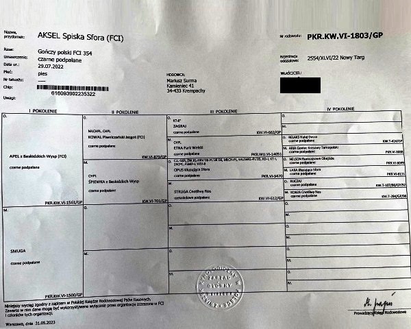 Reproduktor rasy GOŃCZY POLSKI tropiciel, ZKwP - zaprasza na randkę