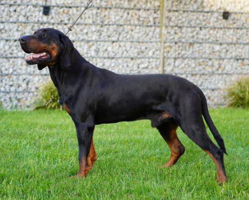 Gończy Polski reproduktor -ZKwP, polujący zaprasza suczki rodowodowe na randkę