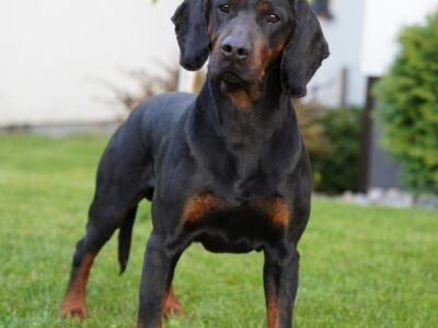 Gończy Polski reproduktor -ZKwP, polujący zaprasza suczki rodowodowe na randkę