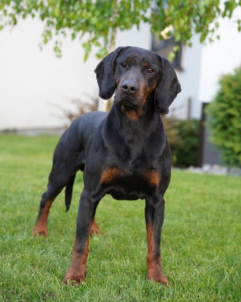 Gończy Polski reproduktor -ZKwP, polujący zaprasza suczki rodowodowe na randkę