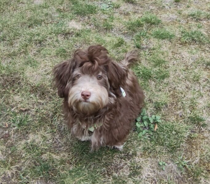 Rosyjska Bolonka kolorowa