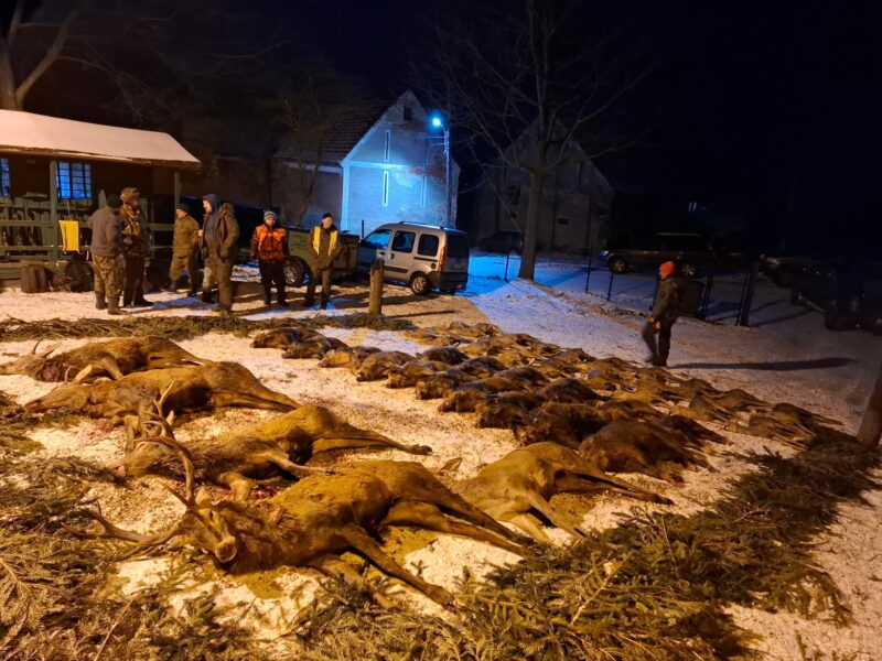 Reproduktory rasy GOŃCZY POLSKI użytkowe zapraszają suczki