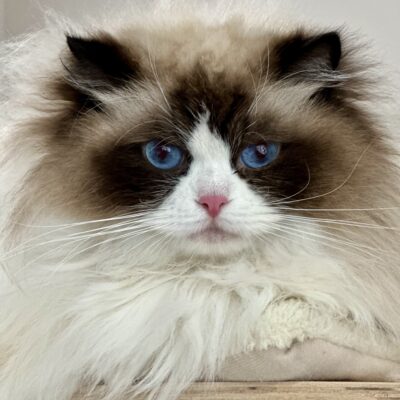 Farys*PL Hodowla kotów rasy Ragdoll