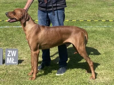 Rhodesian Ridgeback Młodzieżowy Champion, Zwyciężca Polski