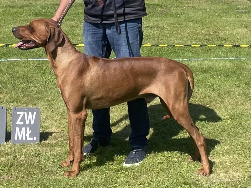 Rhodesian Ridgeback Młodzieżowy Champion, Zwyciężca Polski