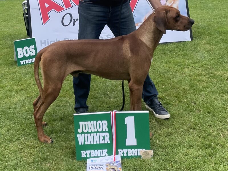 Rhodesian Ridgeback Młodzieżowy Champion, Zwyciężca Polski