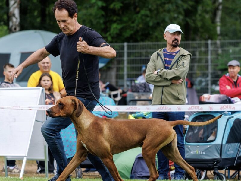 Rhodesian Ridgeback Młodzieżowy Champion, Zwyciężca Polski