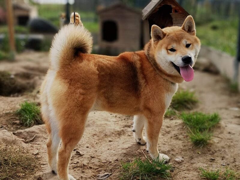 Czworo czerwonych szczeniąt