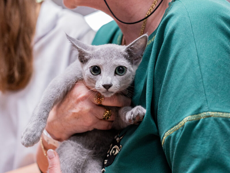 Kocurek GUCCI gotowy do zmiany domu (FPL Felis Polonia - Klub Kingdom of Cats)