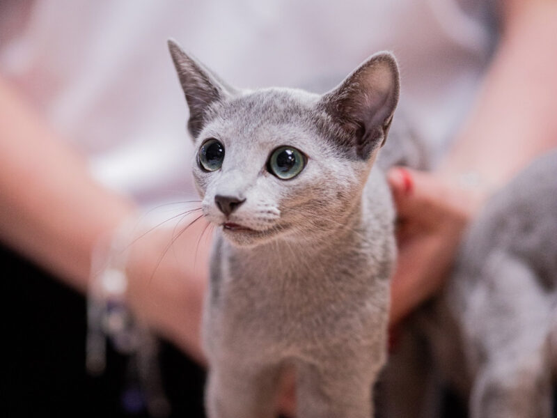 Kocurek GUCCI gotowy do zmiany domu (FPL Felis Polonia - Klub Kingdom of Cats)