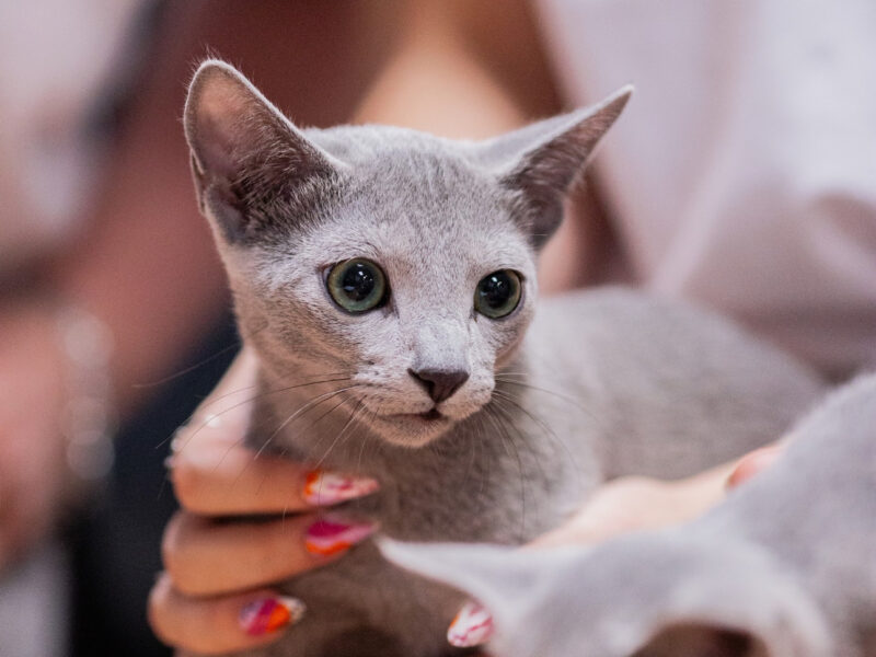 Kocurek GUCCI gotowy do zmiany domu (FPL Felis Polonia - Klub Kingdom of Cats)