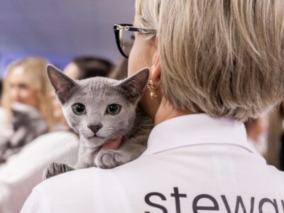 Kocurek GUCCI gotowy do zmiany domu (FPL Felis Polonia - Klub Kingdom of Cats)