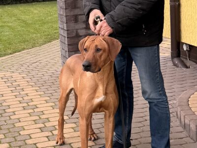 Rhodesian Ridgeback z elitarnym pochodzeniem