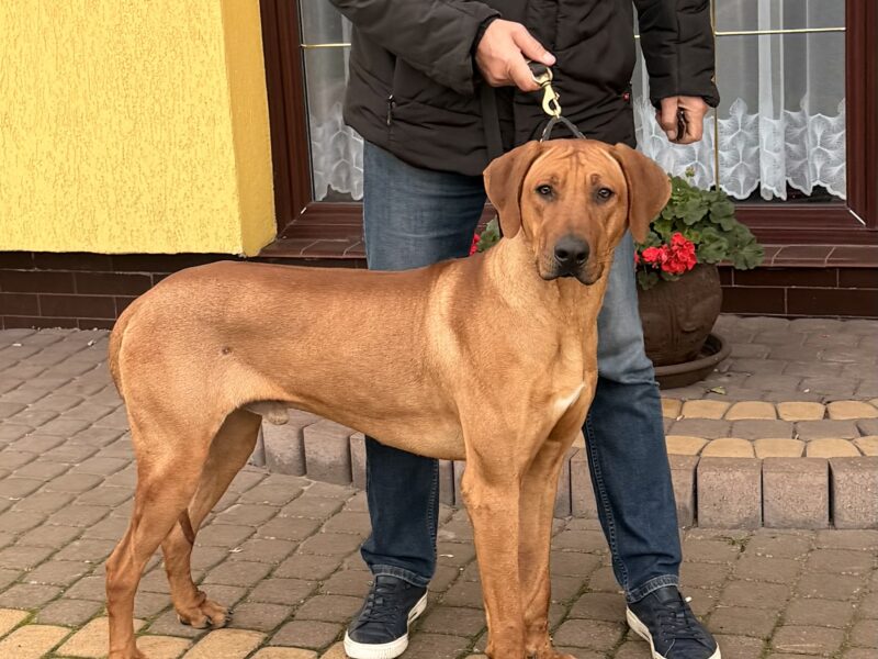 Rhodesian Ridgeback z elitarnym pochodzeniem