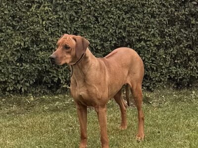 Rhodesian Ridgeback suczka Wybitnie Wystawowa