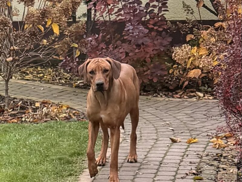 Rhodesian Ridgeback suczka Wybitnie Wystawowa
