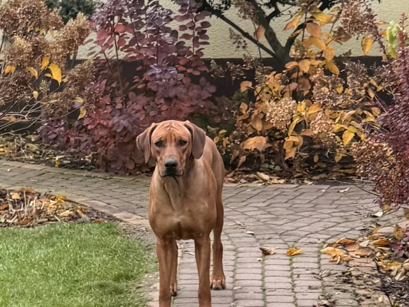 Rhodesian Ridgeback suczka Wybitnie Wystawowa
