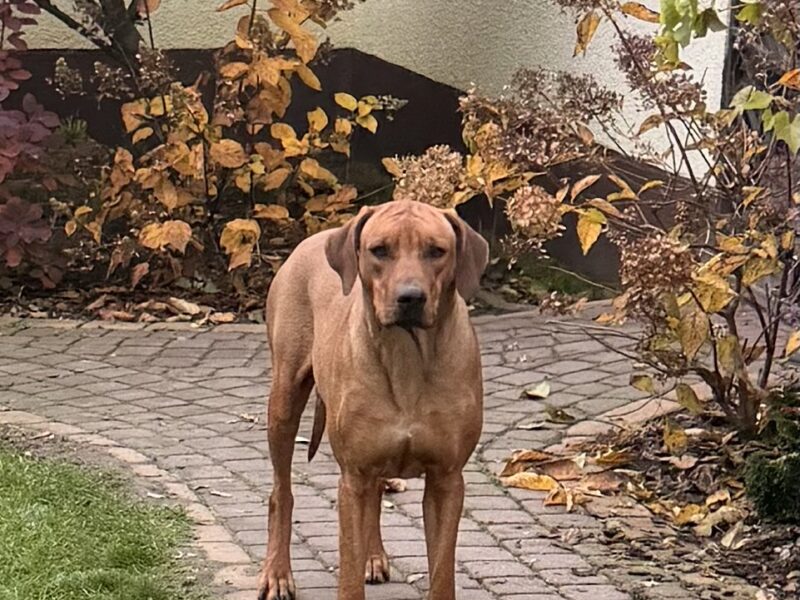 Rhodesian Ridgeback suczka Wybitnie Wystawowa
