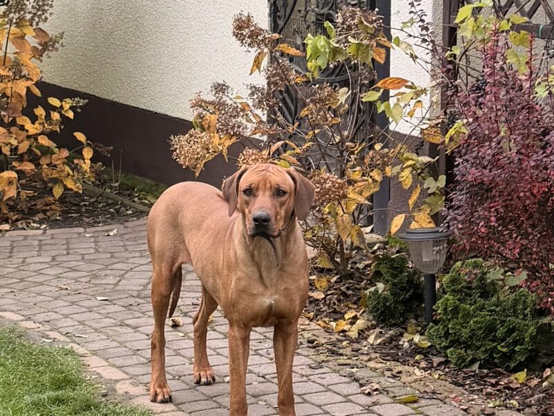 Rhodesian Ridgeback suczka Wybitnie Wystawowa