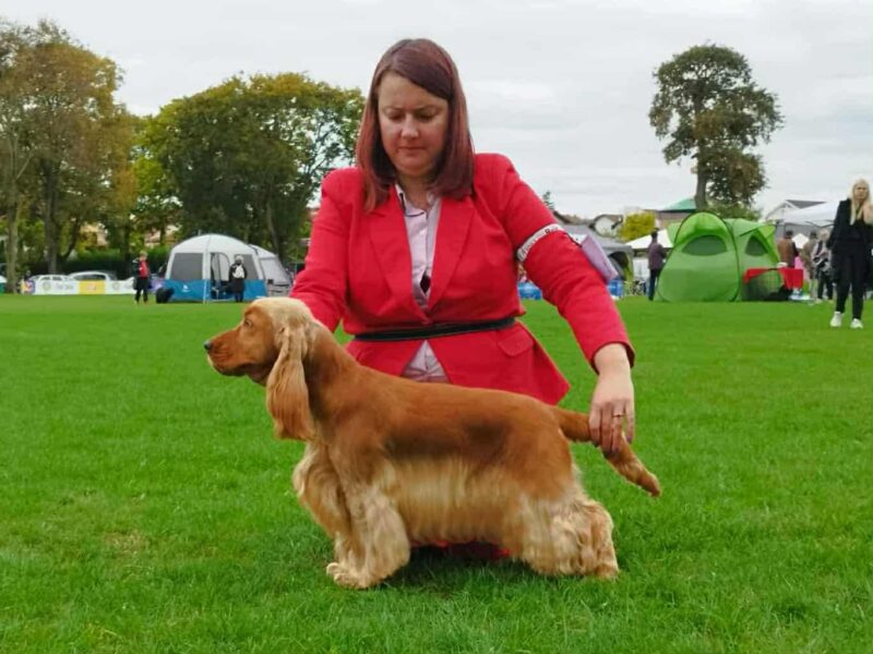 Merrysoul Daredevil imp. DE