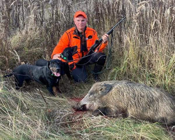 Reproduktory rasy GOŃCZY POLSKI użytkowe zapraszają suczki