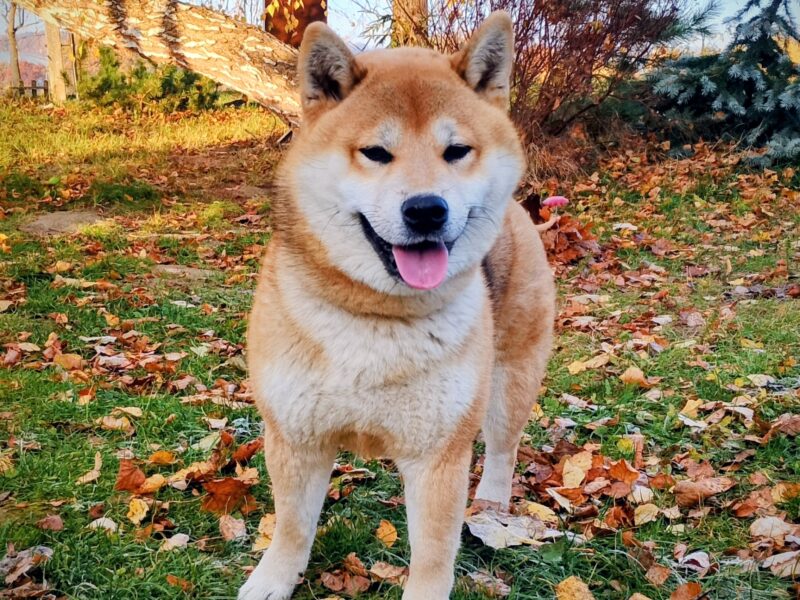 Czworo czerwonych szczeniąt