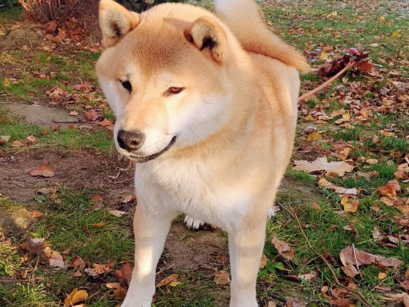 Czworo czerwonych szczeniąt