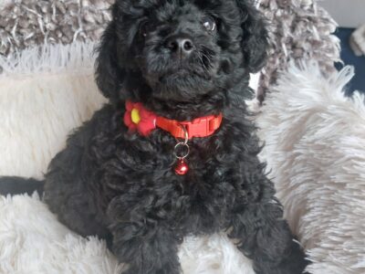 Pudel miniaturowy czarny cudo