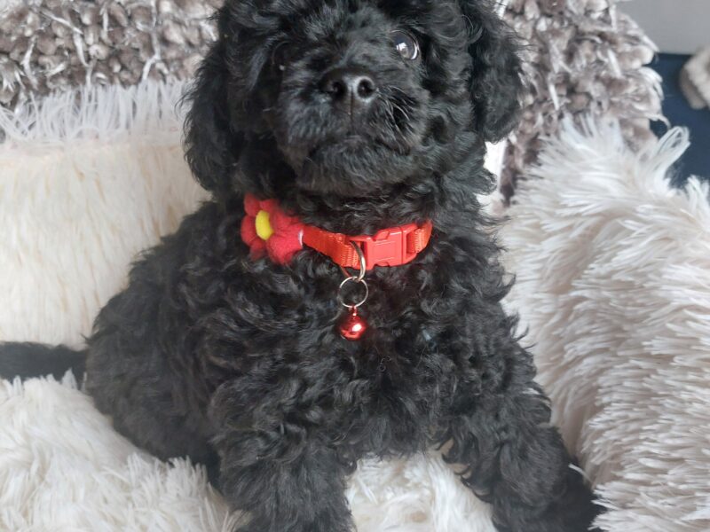 Pudel miniaturowy czarny cudo