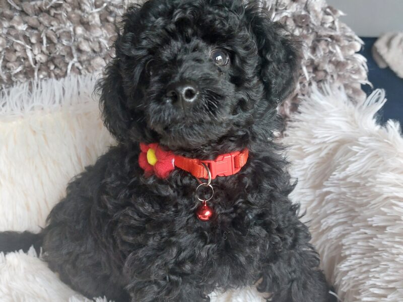 Pudel miniaturowy czarny cudo
