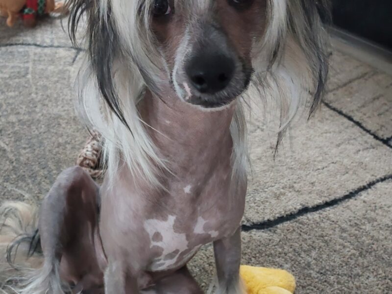 Chiński Grzywacz reproduktor