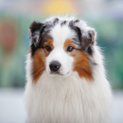 Magical Tale Of Dragons