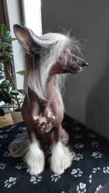 Chiński Grzywacz reproduktor